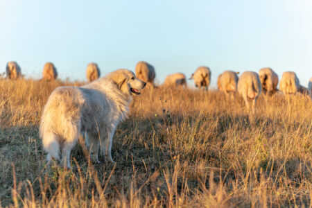 Training Livestock Guardian Dogs Image